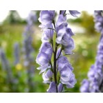 Aconitum 'Stainless Steel' - Aconit